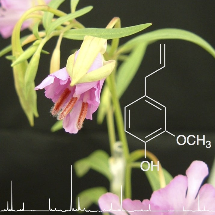 アカバナ科植物クラーキアの開花とその香り成分