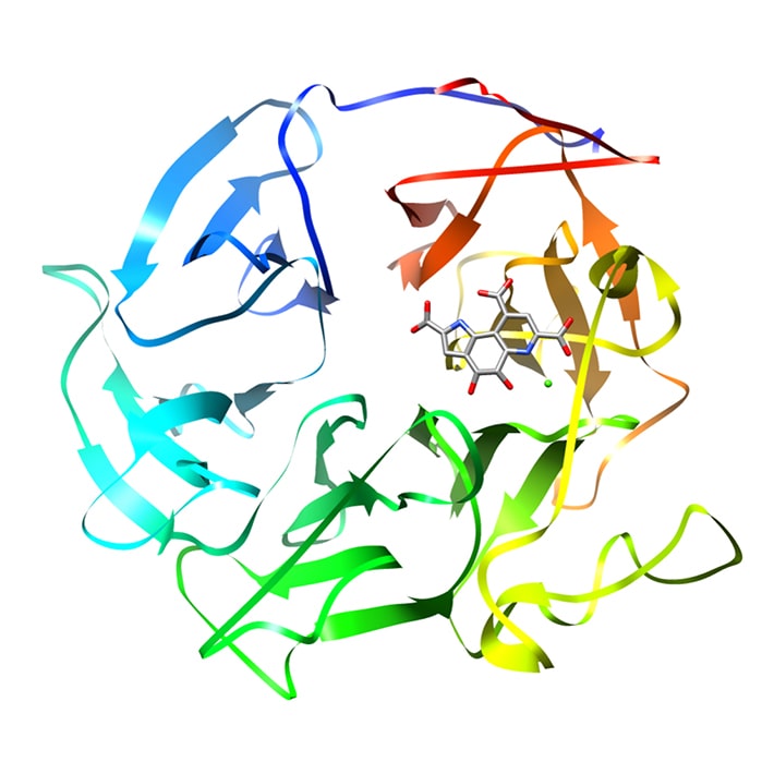 ビタミンC生産に関わる酵素の構造