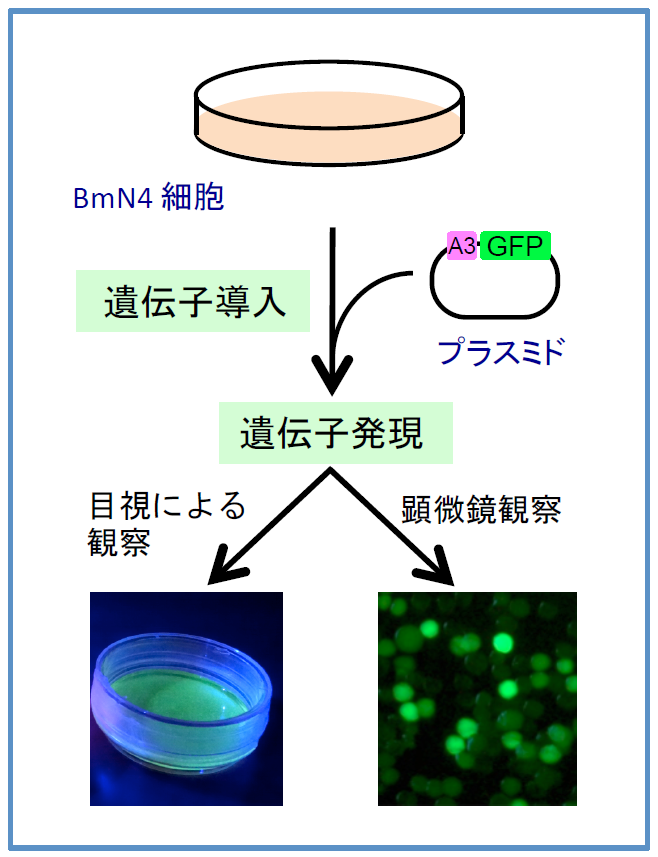 原理とその実際の手順