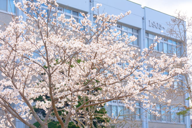 校舎の前に満開の桜の木が咲き誇る春のキャンパス風景
