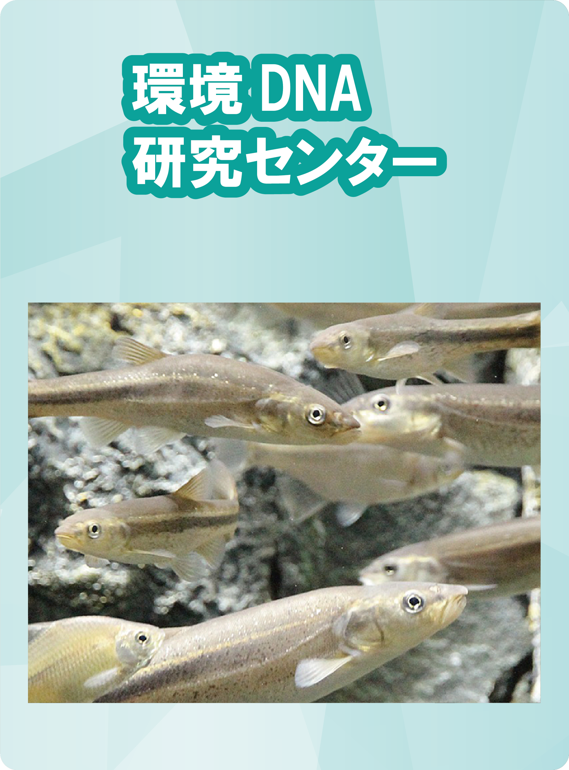 環境DNA研究センター