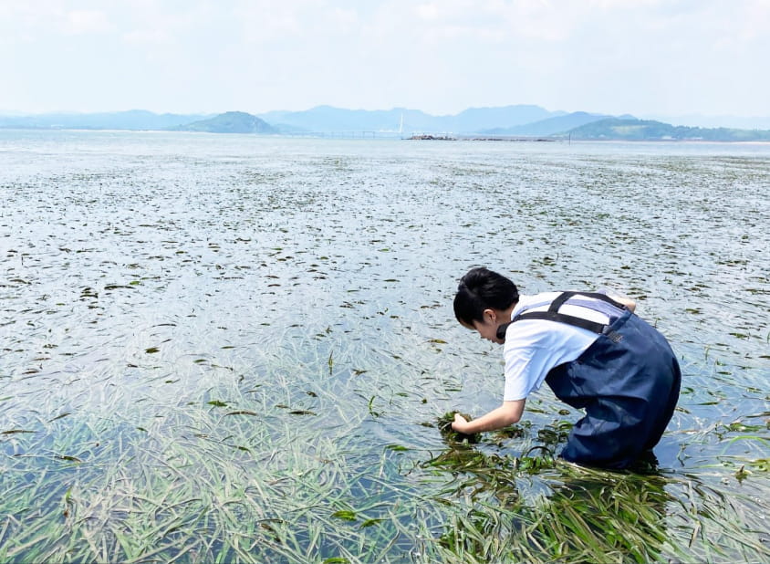 背景には穏やかな海と遠くの山々が広がり、環境調査の現地実習の様子