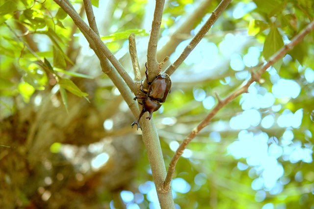 カブトムシの大量死はなぜ起こった？