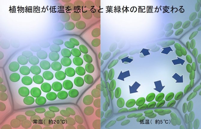 植物の細胞が低温を感じる部位（細胞小器官）を特定