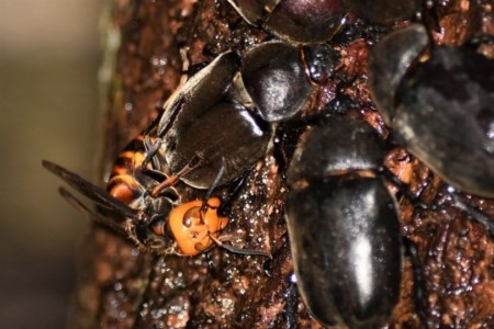 オオスズメバチvsカブトムシ　最強の昆虫はどっち？