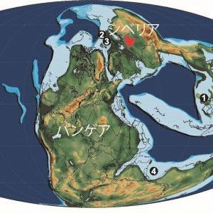 約2.5億年前の海洋生態系崩壊を示す化石の発見