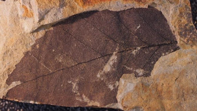 化石 ｜ 山口大学理学部サイト