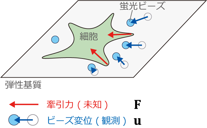 細胞が生み出す力を形の情報を用いて、高精度で推定する技術を開発