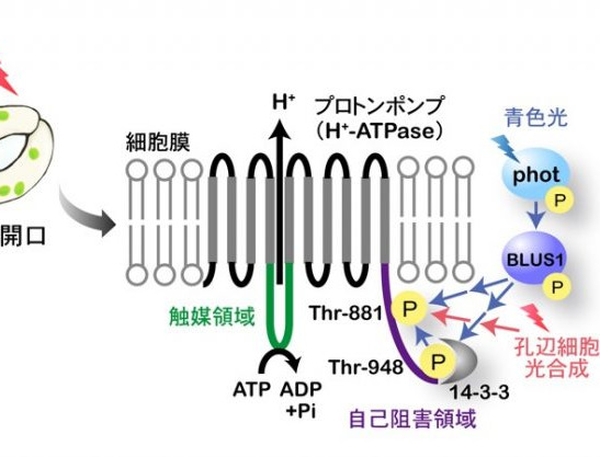 光によってプロトンポンプが活性化し気孔が開くしくみを解明 