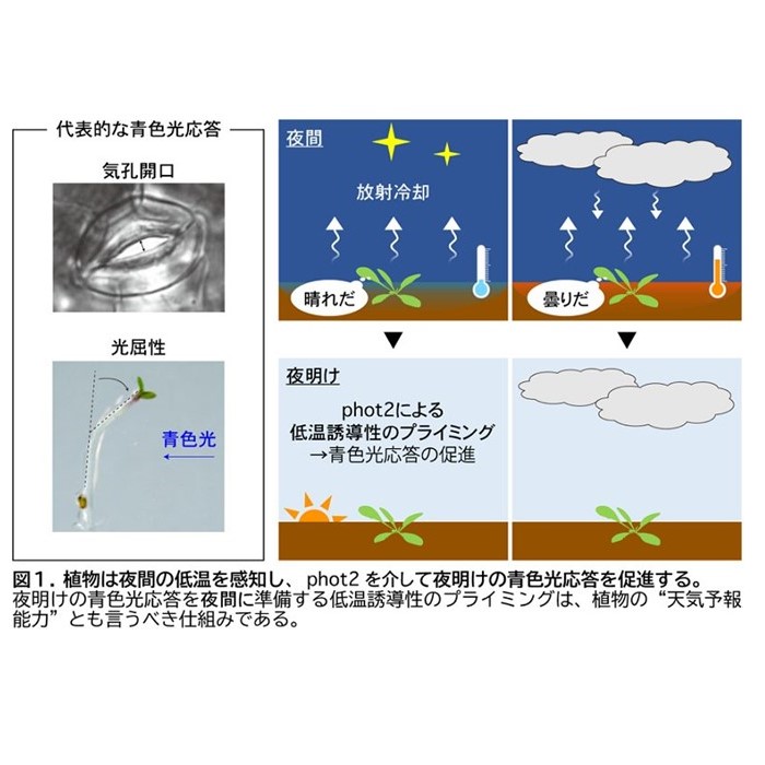 植物が自ら天気予報！？夜間の低温を感知して夜明けの光応答を促進する