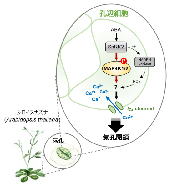 植物の乾燥防御の鍵：気孔閉鎖シグナル伝達を担う新規因子MAP4K1/2を発見