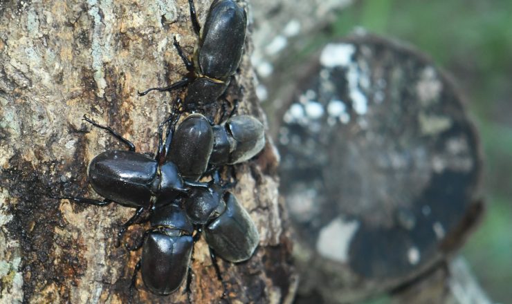 カブトムシのメスは一生に一度しか交尾しない