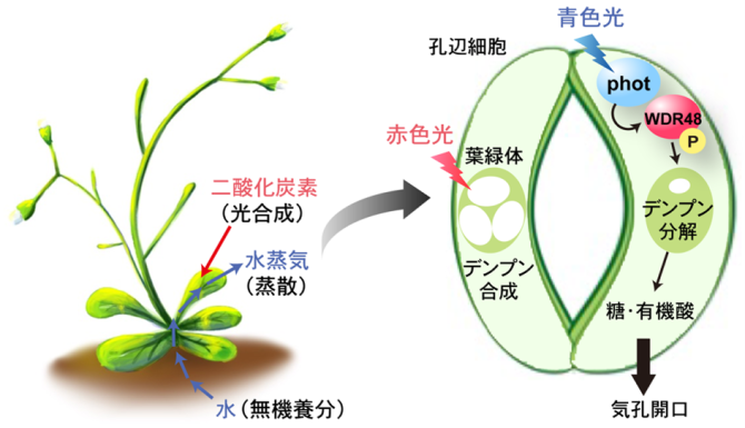 植物が青色光でデンプンを分解し気孔を開く仕組みを解明