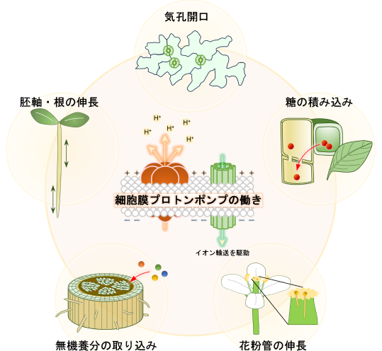 植物の生命活動を支える起動装置を発見