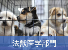 法獣医学部門