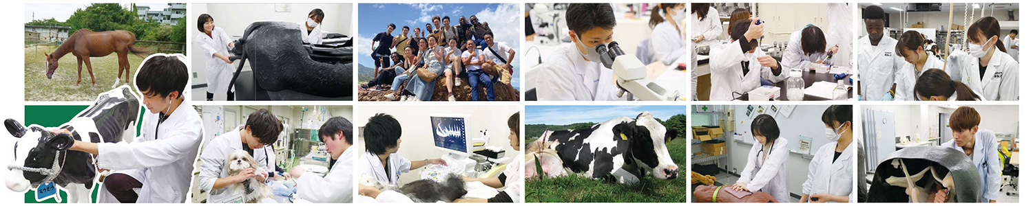 山口大学共同獣医学部