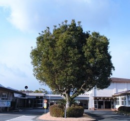 附属学校